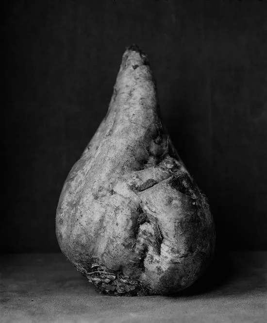 © Ingar Krauss, Zuckerrübe 1 © Ingar Krauss, Zuckerrübe 1