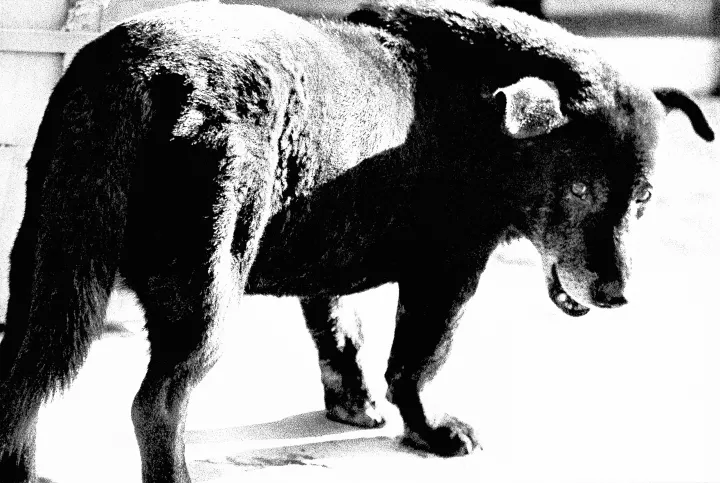 Stray Dog, Misawa, 1971. From A Hunter © Daidō Moriyama/Daidō Moriyama Photo Foundation Stray Dog, Misawa, 1971. From A Hunter © Daidō Moriyama/Daidō Moriyama Photo Foundation
