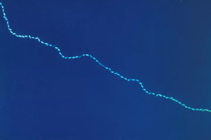 Seeds Shall Set Us Free II (detail), 2019, Cyanotype print © Munem Wasif Seeds Shall Set Us Free II (detail), 2019, Cyanotype print © Munem Wasif