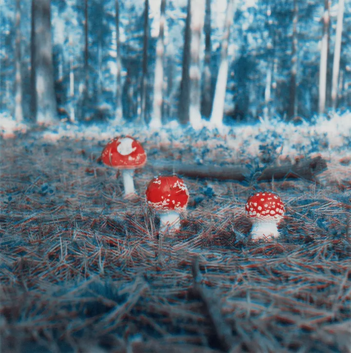 © Carsten Höller, Mushroom, 2004 (Detail)