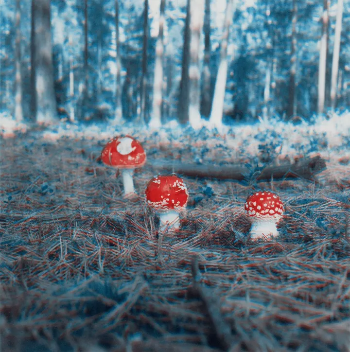 © Carsten Höller, Mushroom, 2004 (Detail) © Carsten Höller, Mushroom, 2004 (Detail)