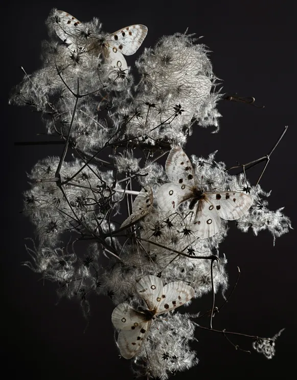 Schmetterlingsbusch, Ausstellung "Unordnung", Stuttgarter Fotosommer 2026 © Anne Schubert