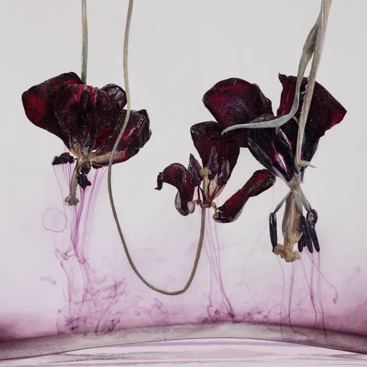 „Floriszenzen 1“, 2019 © Kathrin Linkersdorff/VG Bild-Kunst, Bonn „Floriszenzen 1“, 2019 © Kathrin Linkersdorff/VG Bild-Kunst, Bonn