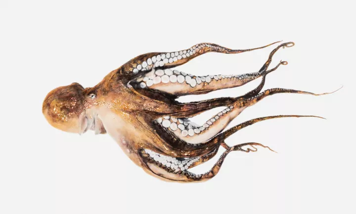 Gerhard Winkler: Krake III, 2019, ©Gerhard Winkler, 2021