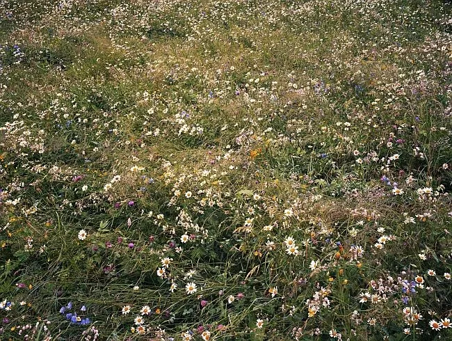 Lawrence Beck: Alpine Wildflower 3, 2008 © Lawrence Beck Lawrence Beck: Alpine Wildflower 3, 2008 © Lawrence Beck