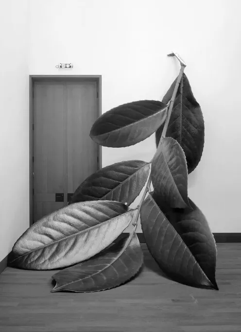 Alex Grein, Prunus Laurocesarus, 2018 Alex Grein, Prunus Laurocesarus, 2018