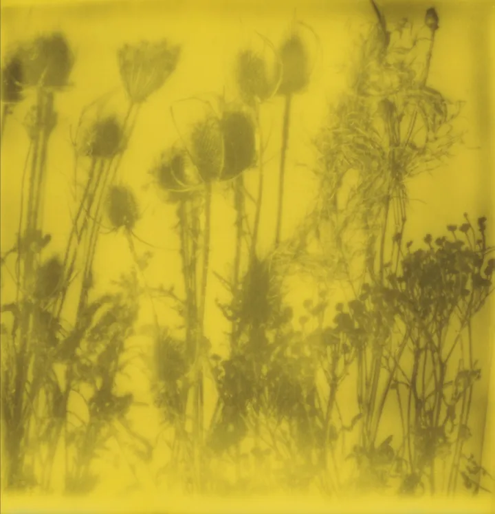 Simone Kappeler: Buntbrache, Fruthwilen, 3.1.2017, Polaroid on Fujiflex Cristal Paper 