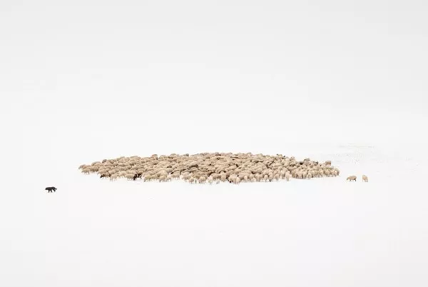 Uwe Langmann © A Flock of Sheep (2019) Uwe Langmann © A Flock of Sheep (2019)