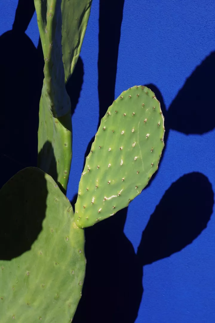 © Jessica Backhaus, Cactus, 2021, aus der Serie "The Nature of Things" © Jessica Backhaus, Cactus, 2021, aus der Serie "The Nature of Things"