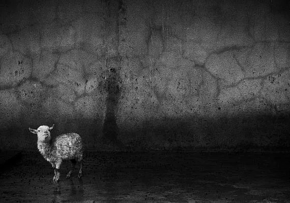 We Animals Media © Britta Jaschinski