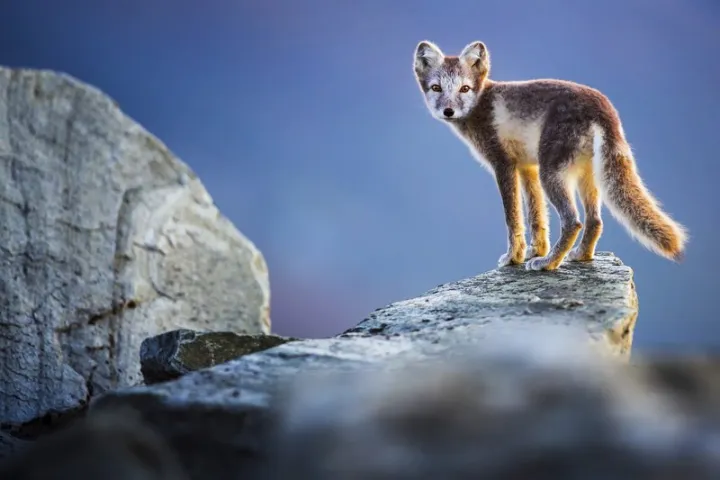 Lisa Marie & Florian Smit: Skandinavien. Unberührte Wildnis