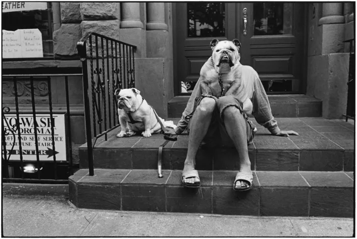 Elliott Erwitt, Bulldogs on stoop, 2000; © in focus Galerie - Burkhard Arnold Elliott Erwitt, Bulldogs on stoop, 2000; © in focus Galerie - Burkhard Arnold