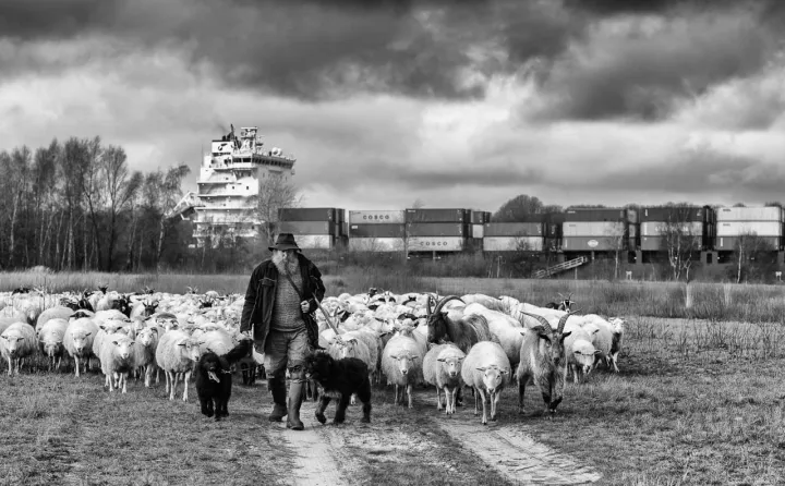 Wanderschäfer John Kimmel mit seiner Herde am Nord-Ostsee-Kanal bei Rendsburg.