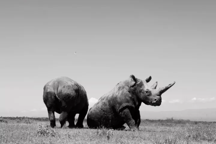 Paolo Pellegrin, Najin and Fatu, mother and daughter, are the last two northern white rhinos alive. Ol Pejeta Conservancy, Kenya 2023, © Paolo Pellegrin / Magnum Photos Paolo Pellegrin, Najin and Fatu, mother and daughter, are the last two northern white rhinos alive. Ol Pejeta Conservancy, Kenya 2023, © Paolo Pellegrin / Magnum Photos