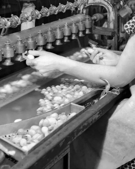 Ramona Schacht o. T., Detail (Kokonaufwickelmaschine mit der Ausgabe der Rohbaumwolle auf den Spulen, Darnytskyi Seiden Kombinat, Kyiv 1957, TsDKFFA, Ukraine), 2022, aus der Sektion „Sanfte Hände“ innerhalb der Werkserie PICTURES AS A PROMISE (p.a.a.p.), 2022 – fortlaufend Inkjet-Print, 60 × 50 cm © Ramona Schacht Ramona Schacht o. T., Detail (Kokonaufwickelmaschine mit der Ausgabe der Rohbaumwolle auf den Spulen, Darnytskyi Seiden Kombinat, Kyiv 1957, TsDKFFA, Ukraine), 2022, aus der Sektion „Sanfte Hände“ innerhalb der Werkserie PICTURES AS A PROMISE (p.a.a.p.), 2022 – fortlaufend Inkjet-Print, 60 × 50 cm © Ramona Schacht
