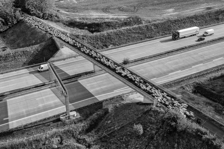 Eine Schafherde überquert die Autobahn A7 bei Neumünster © Holger Rüdel Eine Herde der Wanderschäferin Birgit Voigtländer überquert die Autobahn A7 bei Neumünster.