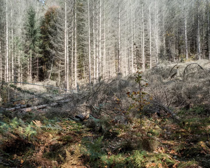 Waldschadensbericht © Peter Bialobrzeski