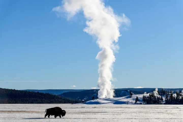 Yellowstone im Winter © Holger Rüdel Bison im verschneiten Yellowstone National Park mit dem Midway Geyser Basin im Hintergrund. © Holger Rüdel