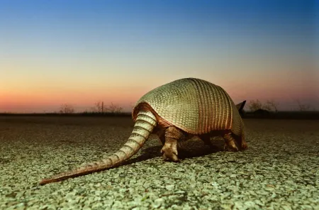 Armadillo, Neunbinden-Gürteltier (Dasypus novemcinctus) überquert in der Abenddämmerung eine Landstraße, Hill Country, Texas, USA, 2001. Aus dem Projekt “The Way to Armadillo” über den Siegeszug des Gürteltieres in Texas.