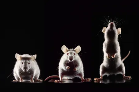 „Die Menschen-Maus-Werdung“, Labormaus, Stamm "BalbC", unterschiedliche Körperhaltung, aus dem Projekt „Thank You, Mouse“, Berlin, Deutschland, 2003. Projekt über die Bedeutung der Labormaus für den Menschen. 