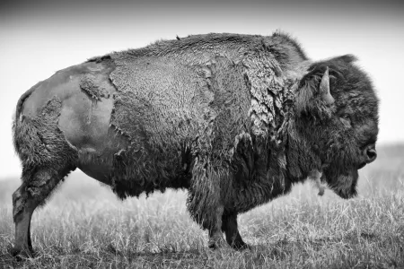 Bison oder Amerikanischer Büffel (Bison bison), adulter Bulle zeigt seine Breitseite, befindet sich im Fellwechsel und verliert das dicke Winterfell, Bad River Ranch (Ranch von Ted Turner), Fort Pierre, South Dakota, USA, 2011; aus dem Projekt „Buffalo Ballad“ über die Geschichte des Bisons.