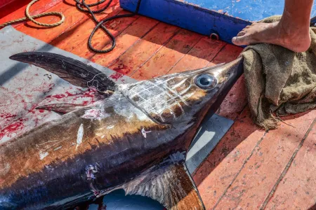 Schwertfisch-Jagd in der Straße von Messina. Die Meerenge trennt Kalabrien von Sizilien und ist der letzte Ort in Eiropa, wo Schwertfische noch mit der Harpune gejagt werden. © Rolf Nobel