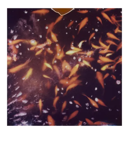 barefoot in the grass © Alwin Maigler