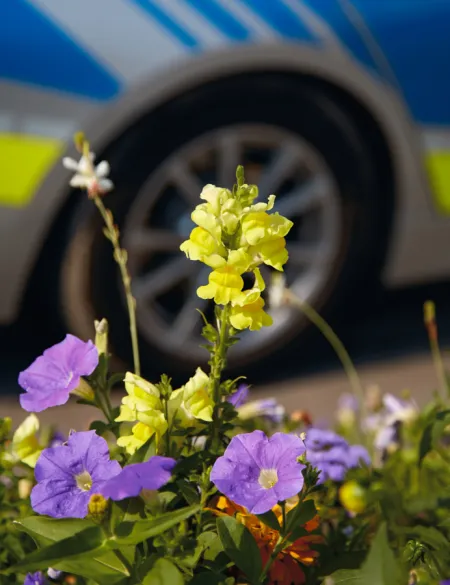 Fotoserie Serie Blüten im Gespräch mit Autoreifen | © Roy Hessing