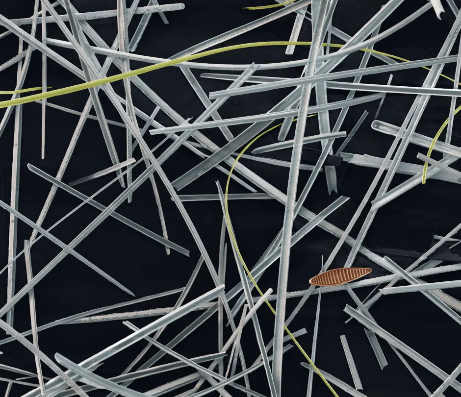 Diatomeen © Oliver Meckes & Nicole Ottawa, eye of science
