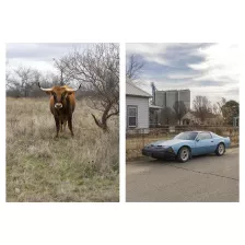 Cars and Cows / New Book / Erscheinungsdatum: Dezember 23