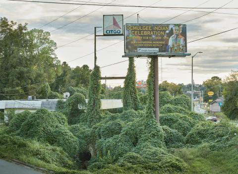 Kudzu. The Vine that ate the South