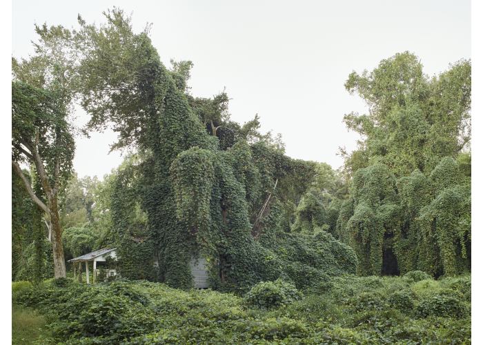 Kudzu © Stefan Dolfen