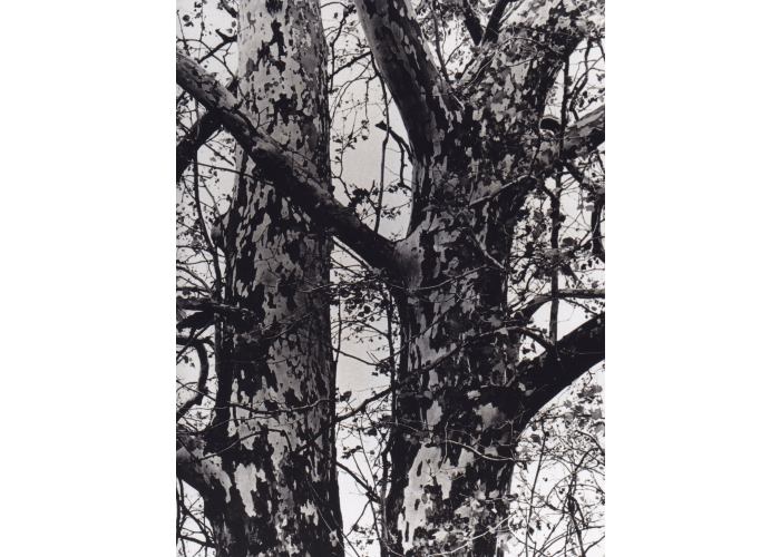 Eliot Porter, Sycamore Tree, Michigan, aus der photokina-Schau "Photographie 1920-1980"
