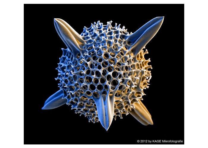 Radiolaire Rasterelektronenmikroskopie © Prof. Manfred P. Kage