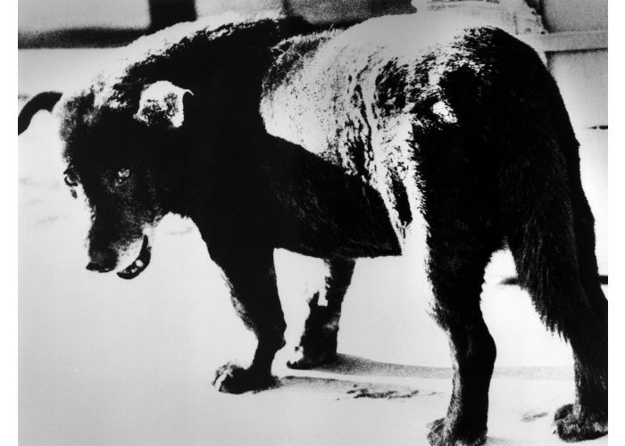 © Daidō Moriyama, Stray Dog, Misawa, De A Hunter, 1971