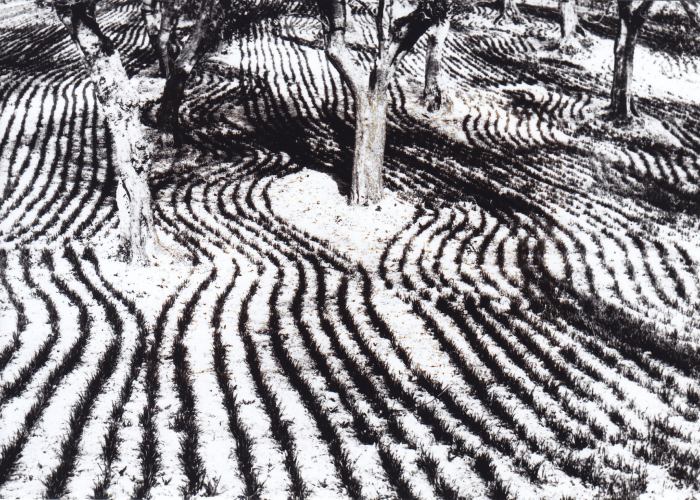 © Mario Giacomelli, Landschaft 1960