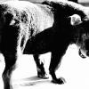  Stray Dog, Misawa, 1971. From A Hunter © Daidō Moriyama/Daidō Moriyama Photo Foundation 