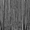 Loredana Nemes , TRIPTYCHON1 – Graubaum55, 2023, GRAUBAUM UND HIMMELMEER