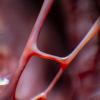 aus der Serie: frozen blood, 2026