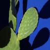 © Jessica Backhaus, Cactus, 2021, aus der Serie "The Nature of Things"