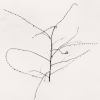 Michael Kenna, Young Nandaro Plant, Hokkaido, Japan, 2020