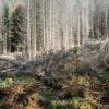 Waldschadensbericht © Peter Bialobrzeski
