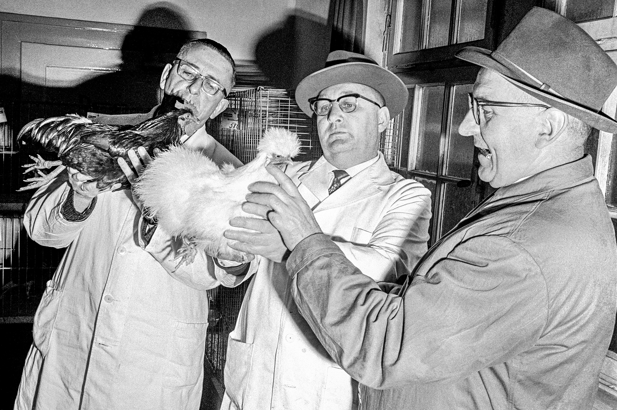 Zuchthühner im kritischen Blick der Juroren. Geflügelausstellung in Castrop-Rauxel, 1965.